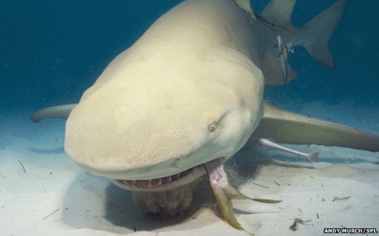 Sharks can be 'social or solitary' - PHOTO