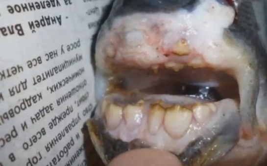 Fish with HUMAN TEETH caught in Russia - PHOTO