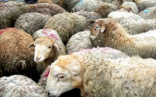 Министр: «Продажная цена на жертвенные животные снижена»