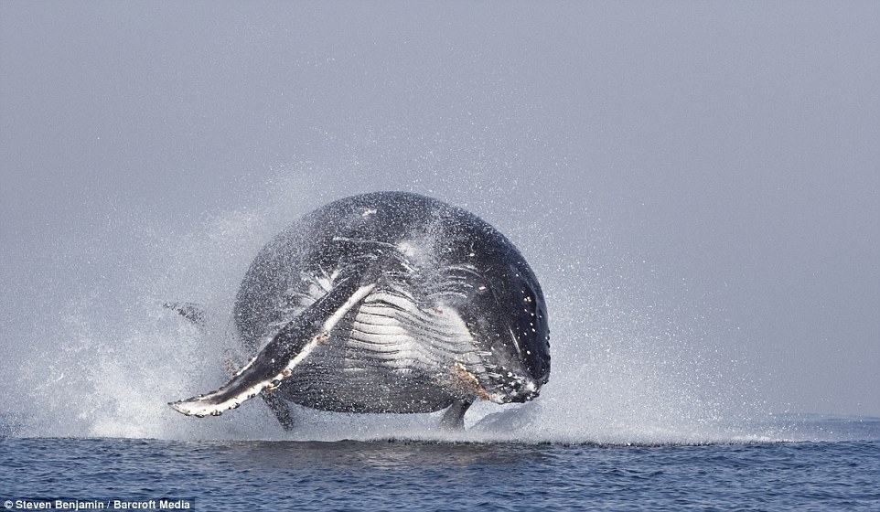 The whale who thought he could fly - PHOTO
