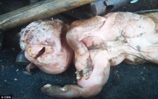 Why was this dead goat born with a head like a HUMAN baby's? - PHOTO