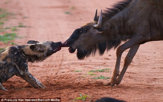 Dragged to its death by its nose - VIDEO