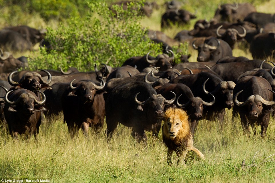 The moment the King of the Jungle was felled - PHOTO