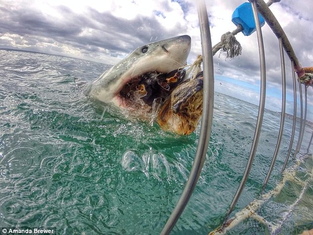 Грандиозные фотографии акулы -ФОТО