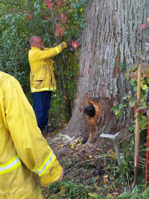 Пожарным пришлось выпиливать застрявших в дереве медвежат – ФОТО+ВИДЕО
