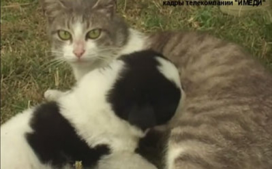 Bakıda heyvanlara sığınacaq tikilir