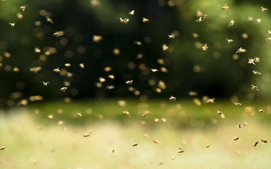 Gardener killed and another fighting for his life after attack from 800,000 bees