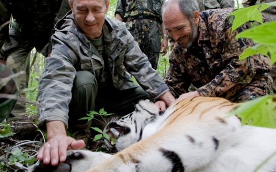Выпущенный Путиным на волю тигр напал на китайский курятник