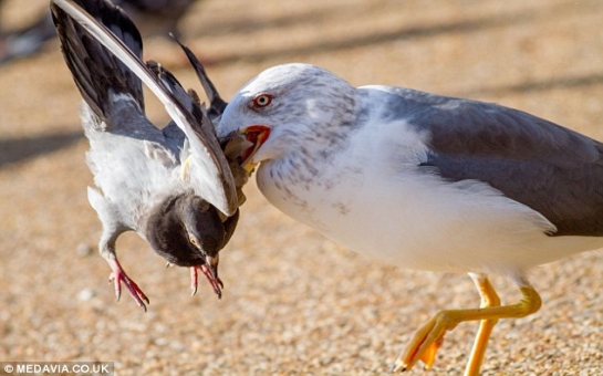 Killer seagull spotted drowning pigeons and EATING them - PHOTO+VIDEO