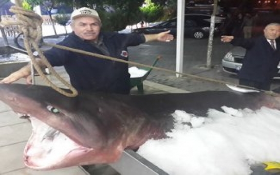 У берегов Стамбула выловили акулу весом 850 кг -ФОТО