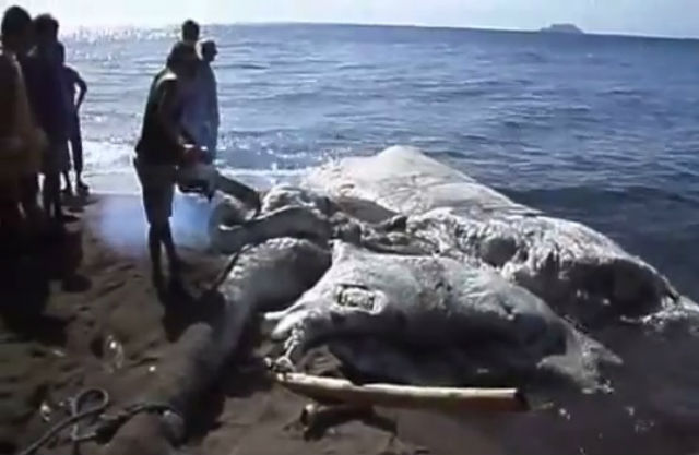 Гигантское морское существо выбросило мертвым на берег- ФОТО+ВИДЕО