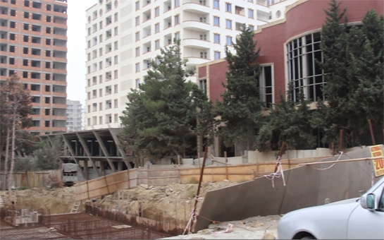 Геноцид деревьев в Баку