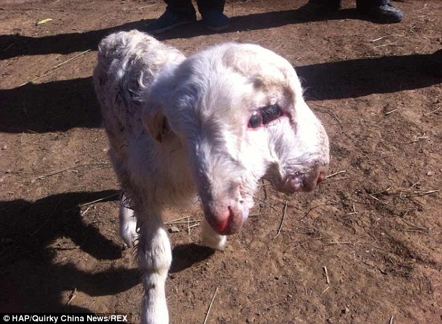 Double take: Lamb is born with TWO heads in China - PHOTO