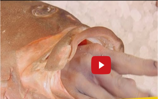 Best Fish Pranks - Best of Just for Laughs Gags - VIDEO