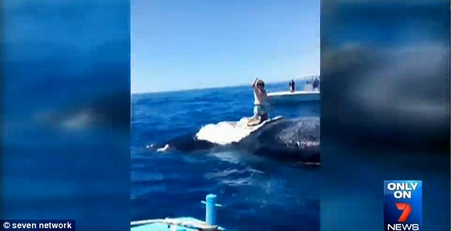 Man says he jumped ondead whale because he thought 'it would be funny' - PHOTO+VIDEO
