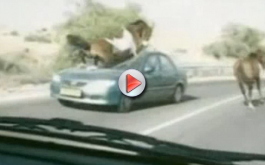 Horse runs over a car - VIDEO