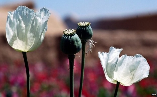 Afghanistan opium harvest at record high as Nato withdraws