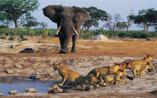 Incredible safari footage shows elephant fighting off hungry lions