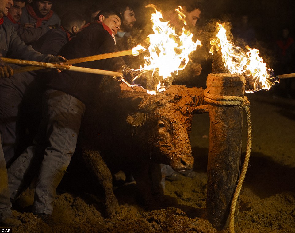 Horror at Spanish festival where live animals are set on fire - PHOTO+VIDEO