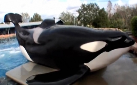 Rare video shows killer whale capture