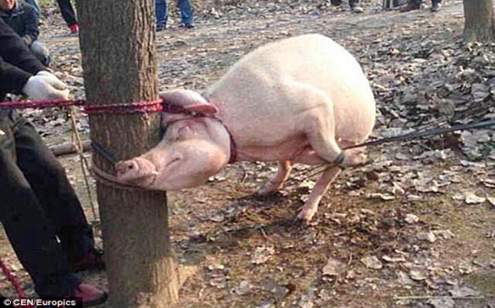 Toddler is mauled to death and EATEN by a pig - VIDEO