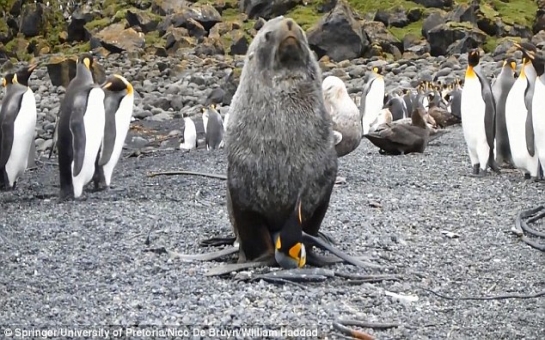 Why are seals having sex with PENGUINS? - PHOTO+VIDEO