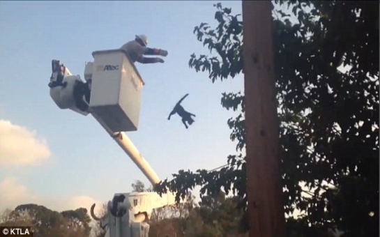 Firefighter HURLS a cat after rescuing it from the top of utility pole - VIDEO