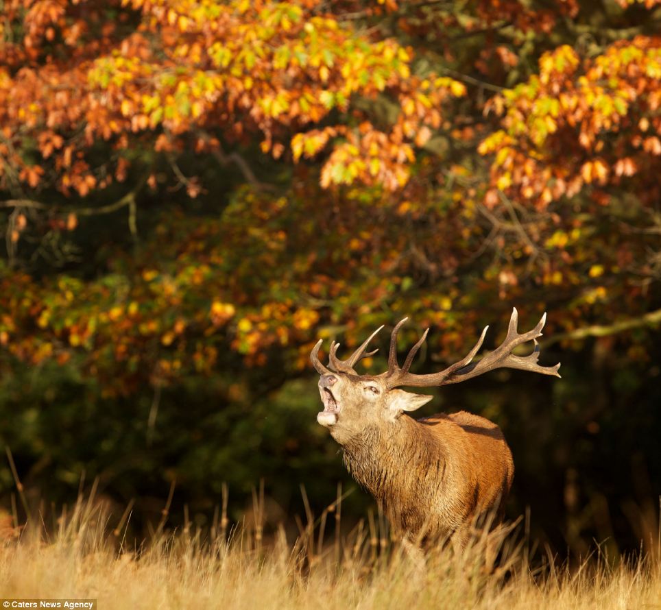 Rutting season in all its glory - PHOTO