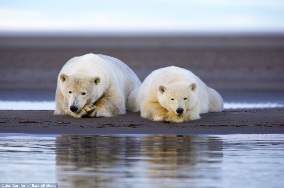 Arctic sunset bathes family of polar bears - PHOTO