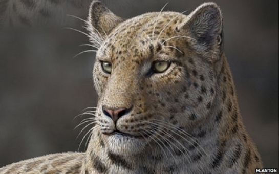 Oldest big cat fossil found in Tibet