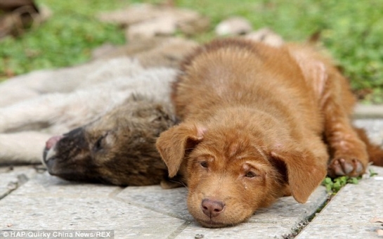 Puppy refuses to leave the side of his sister after she is killed by a car