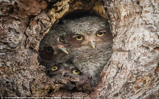 Owl be seeing you - PHOTO