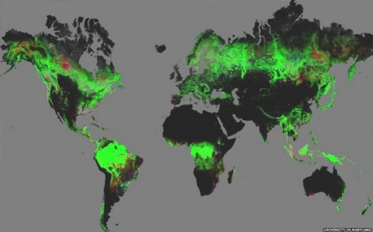 Forest change mapped by Google Earth