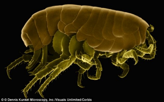 Researcher finds a flea living in her FOOT