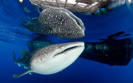 Text message saves trapped whale shark