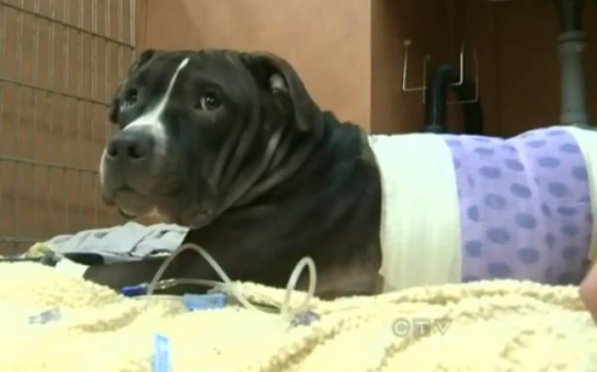 Mystery donor pays for hero dog’s vet bill