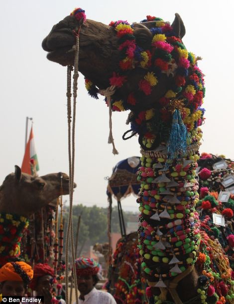 Indians bedeck camels in beads and jewelry to find the world's prettiest - PHOTO