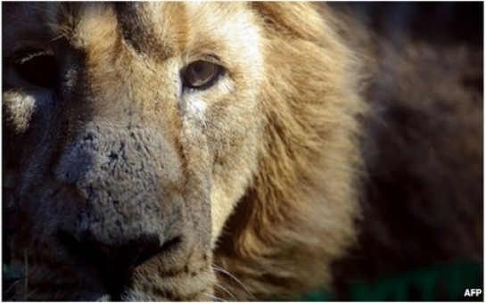 Zoo shock as lion kills lioness - VIDEO