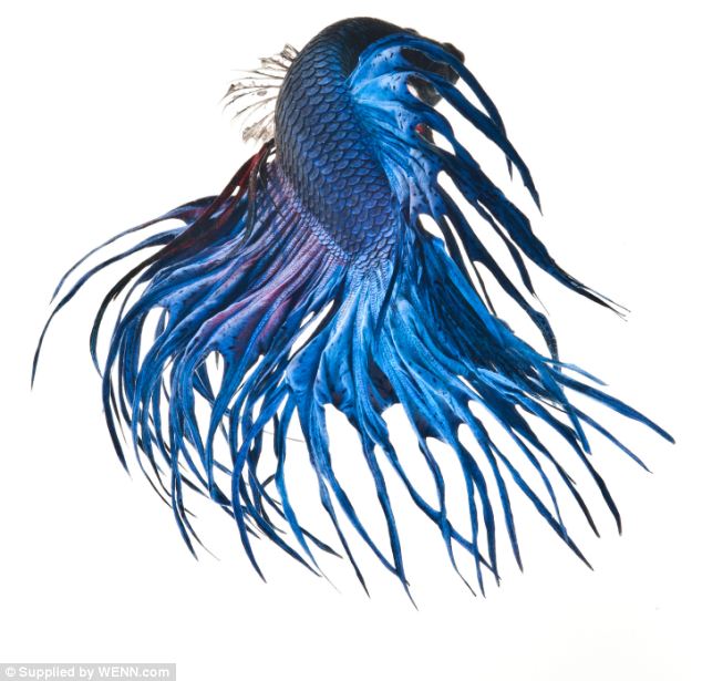 Phenomenal portraits of Siamese fighting fish - PHOTO