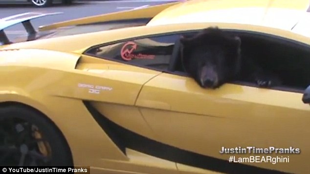 Pranksters stop traffic in L.A. with Yogi the brown bear in a Lamborghini - PHOTO+VIDEO