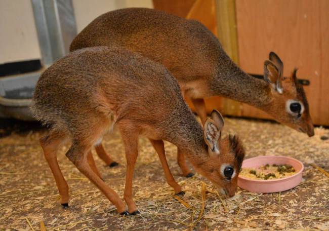 Baby dik-dik has to grow up quick quick - PHOTO