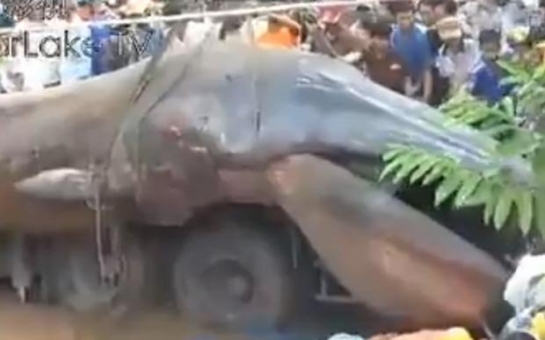 Strange sea-monster corpse found on coast of Vietnam - VIDEO