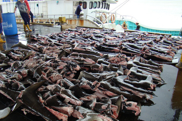 Shark-finning tactic lets costa rican fishermen exploit legal loophole - PHOTO