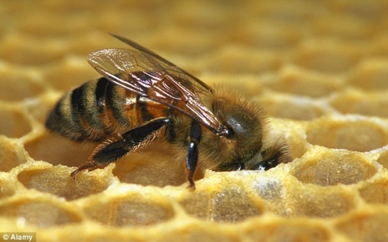 Can honey bees really be trained to detect cancer in ten minutes?