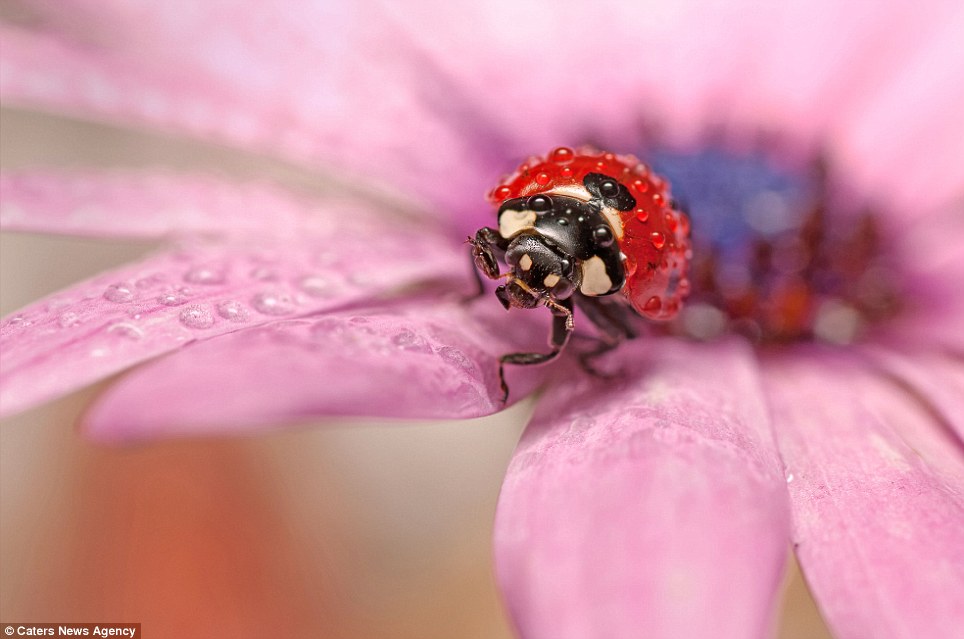 Photographer captures the tiny world of insects in crystal-clear detail - PHOTO