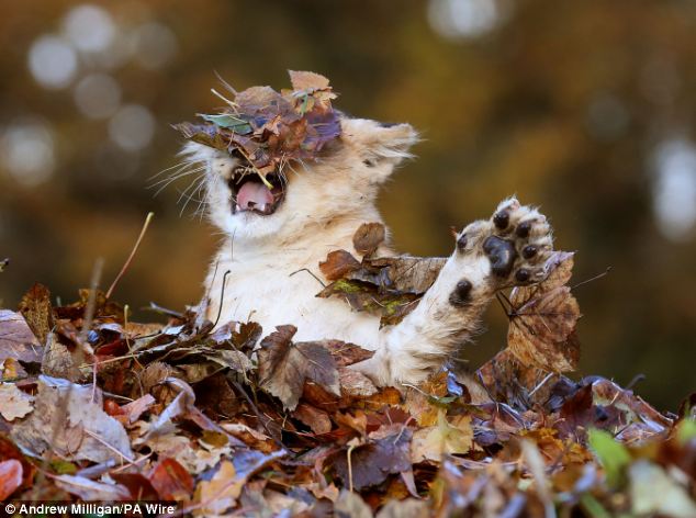 Adorable lion cub Karis loves playing with Autumn leaves - PHOTO