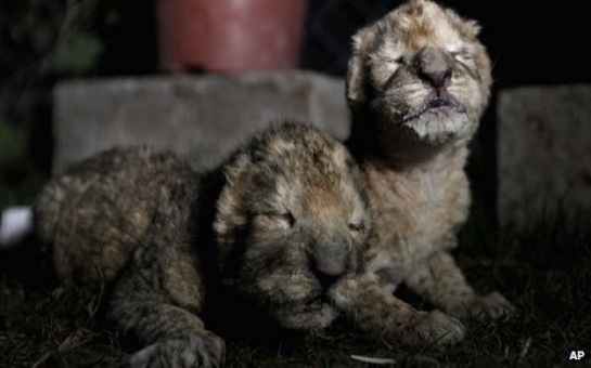 Lion cubs born in Gaza zoo die two days after birth