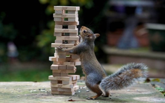 Squirrel ruins family’s game of Jenga while looking for popcorn - PHOTO