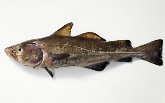 The stealth tax that says to hell with North Sea cod stocks