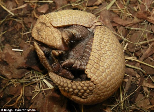 Shy baby armadillo finally opens up to greet the world - PHOTO